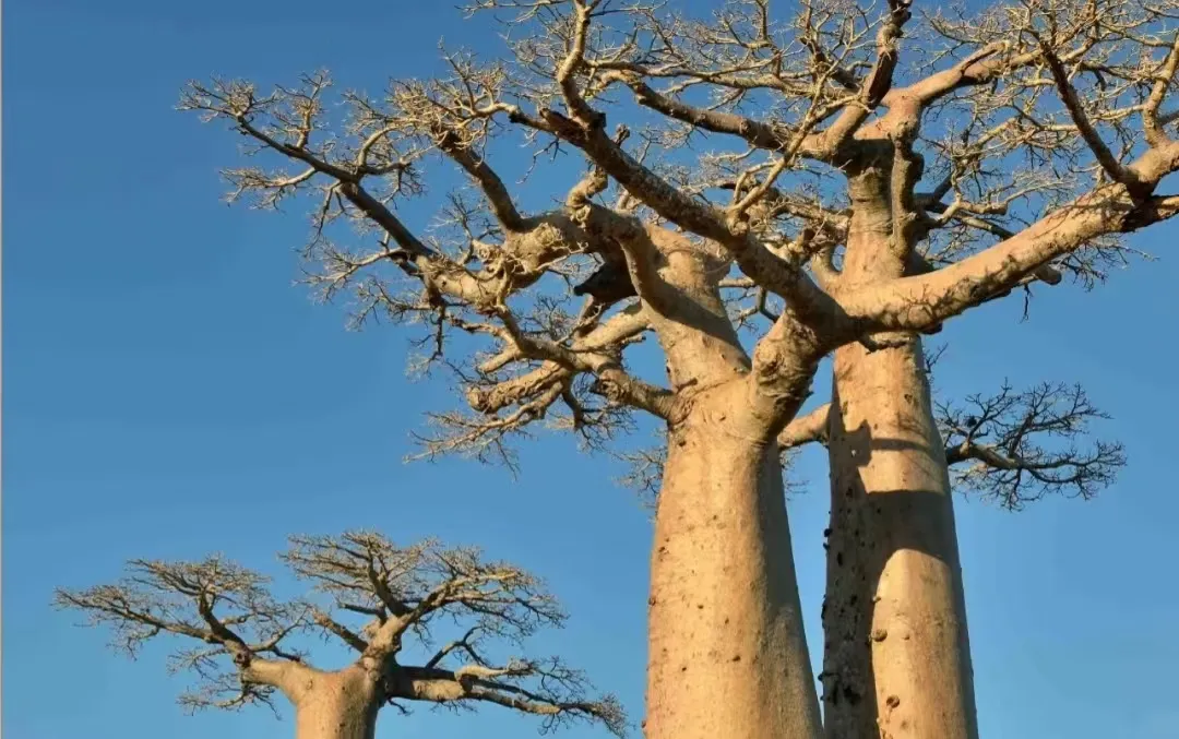 Madagascar劳动法指南